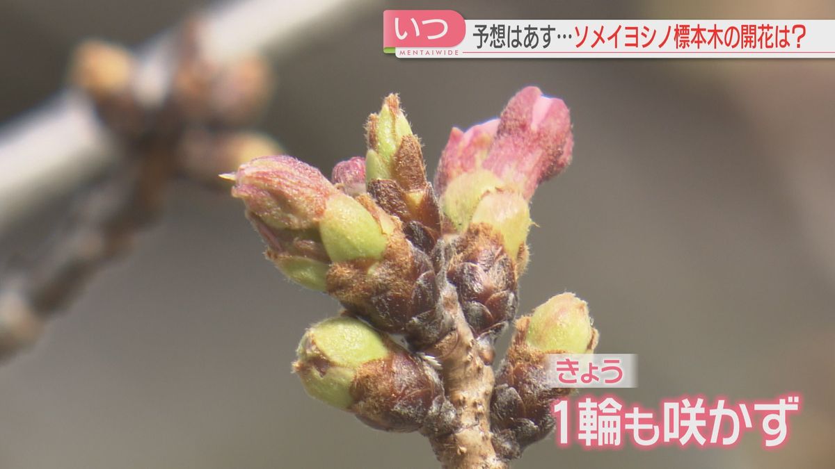 標本木には“影武者”が！　開花の時期に変化？　まもなく花見の季節　公園では「ブルーじゃないシート」の貸し出しも　福岡