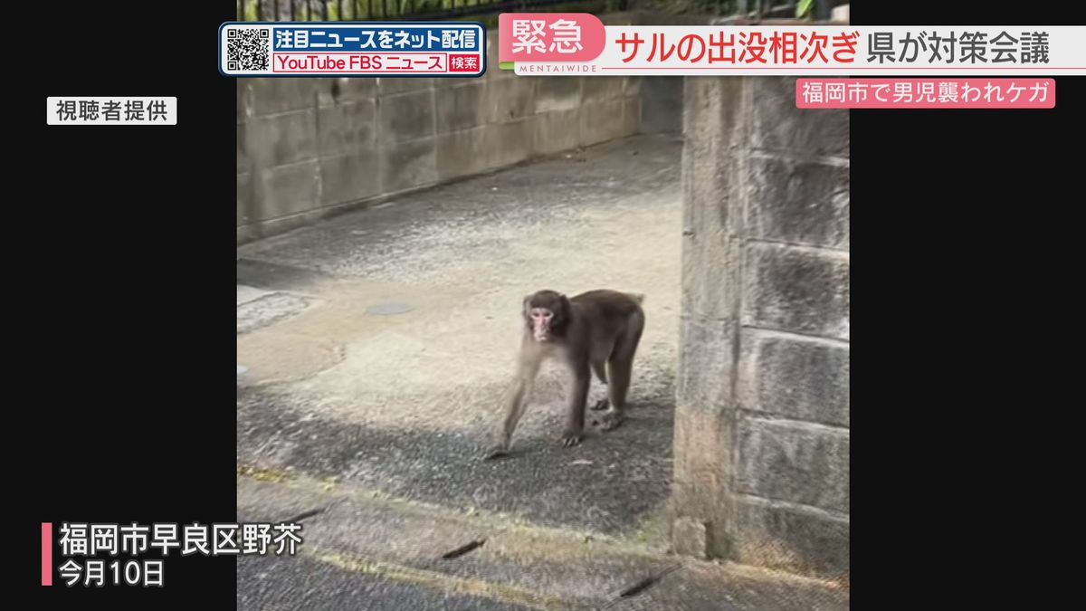 【映像】住宅街に現れたサル　威嚇するようなしぐさ　別の日には小4が襲われケガ　福岡県が注意を呼びかけ