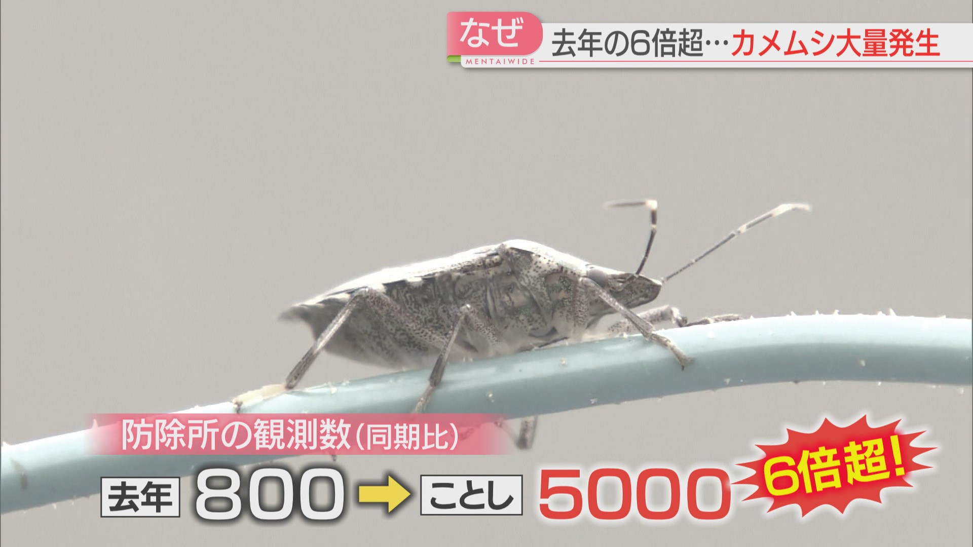 なぜ？強い臭いを発するカメムシが全国で大量発生 農作物にも深刻な被害 対策は｜FBS NEWS NNN