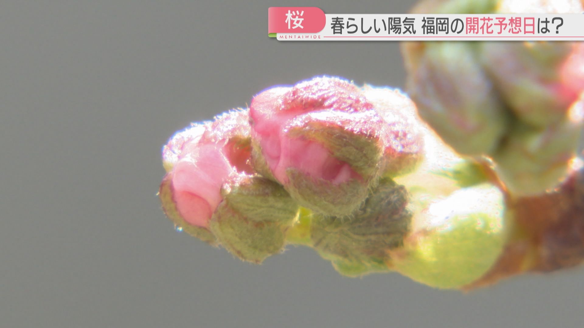 ピンクの花 福岡の開花はいつ？ 舞鶴公園の桜はつぼみが少しピンク色に 岐阜などで