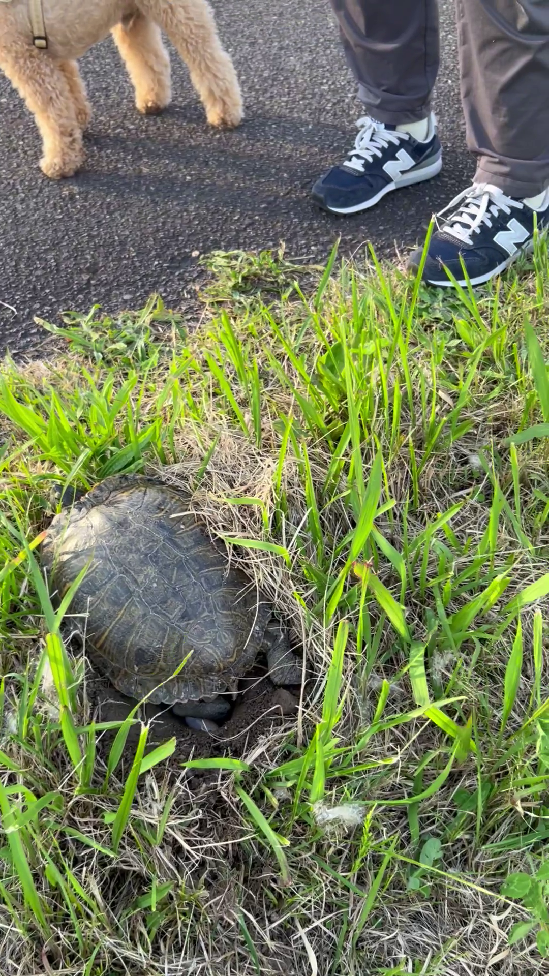 【遭遇した感動的な瞬間…カメの産卵】でもご注意を！特定外来生物、飼っているものを捨てたら…法で罰せられる？人気のペットが捨てられ、各地で繁殖【中テレ投稿ＢＯＸニュース】