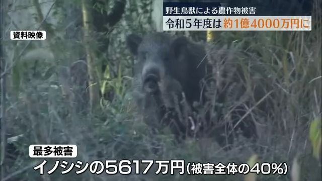 イノシシ被害が4割　福島県の2023年度　野生鳥獣農作物被害額は1億4千万円に