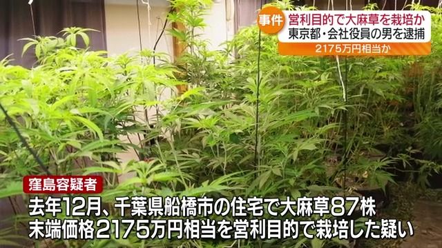 大麻草を営利目的で栽培した疑い　東京都の男を逮捕　逮捕者は4人目　組織的な犯行か