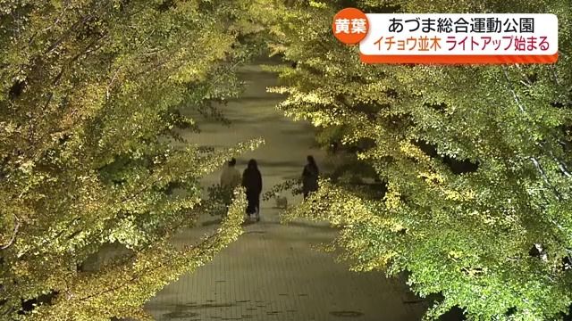 116本のイチョウ並木　福島市のあづま総合運動公園でライトアップ始まる・福島県