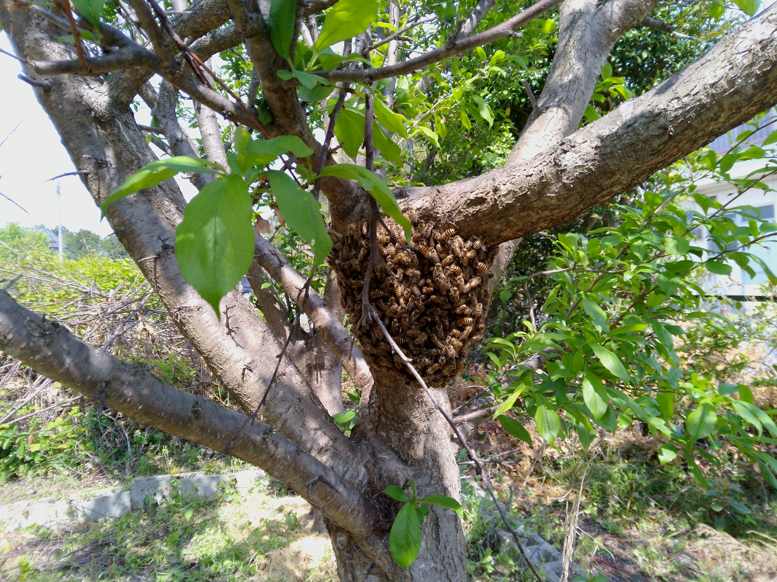 ミツバチの分蜂（撮影：長正佳さん）