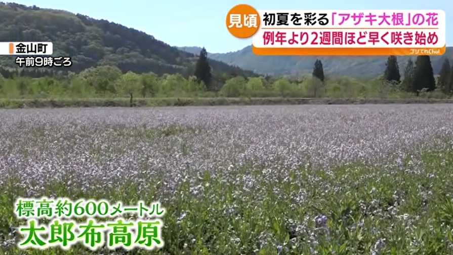 初夏の高原に咲くアザキ大根の美