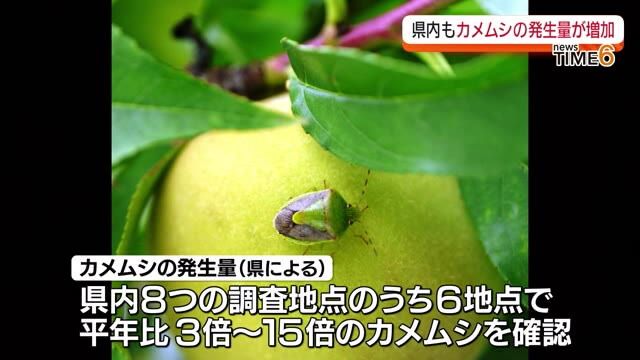【福島県でもカメムシ大発生！平年の3倍～15倍の所も】果樹農家などに注意呼びかけ