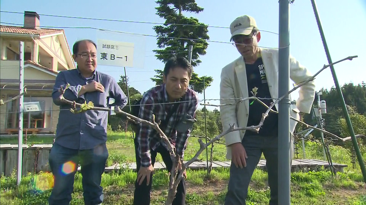 思うように実らないブドウ…