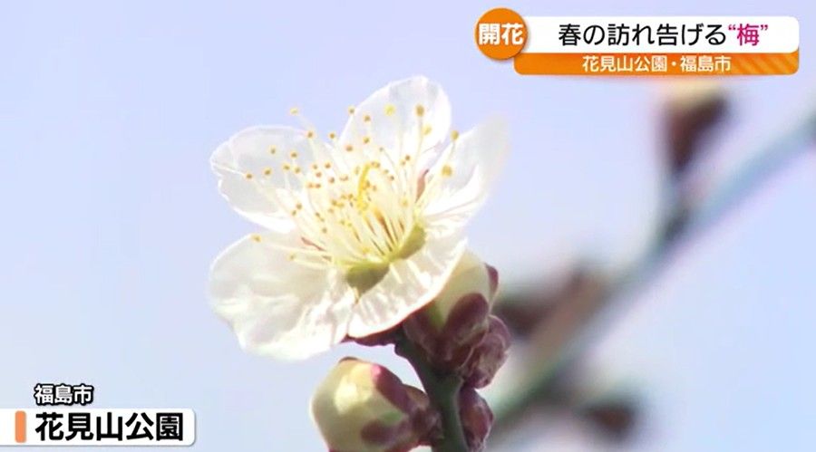 春の訪れ…福島市で梅の花咲く