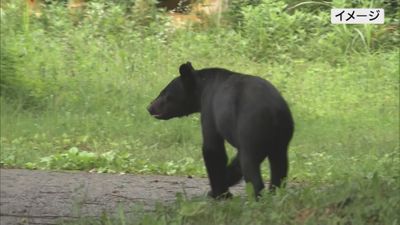 福島県沿岸部の浜通りで熊の目撃か？