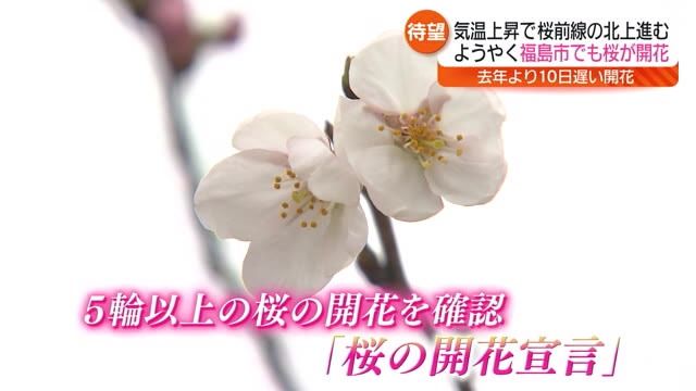 【ようやく…待ちに待った花見】福島市の桜が開花　平年上回る暖かさで桜前線が北上・福島