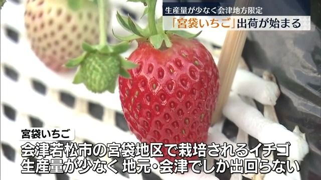 生産量が少なく会津地方でしか出回らない「宮袋いちご」出荷が始まる