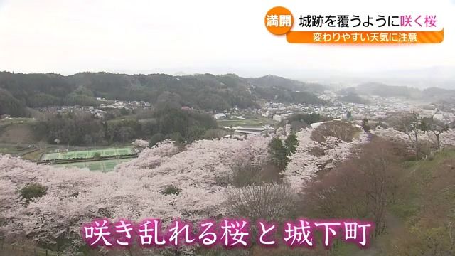 「とてもきれい」二本松市の城跡を覆うように咲く桜・福島