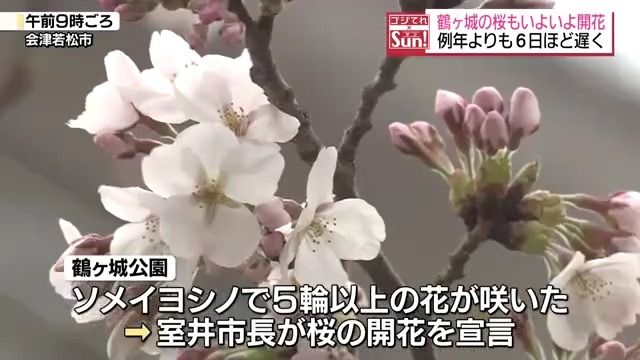 会津にも桜の便り！会津若松市・鶴ヶ城公園で桜の開花宣言　福島県