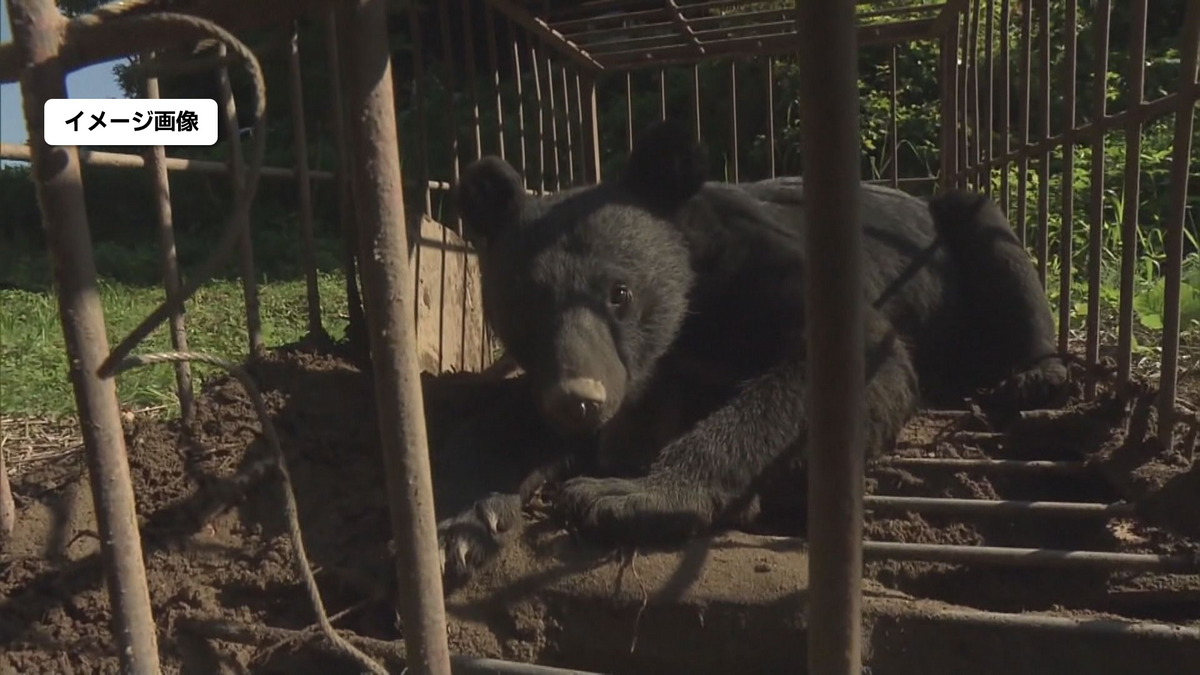 午後になっても会津を中心に熊の目撃各地で相次ぐ 福島県（2025年6月5