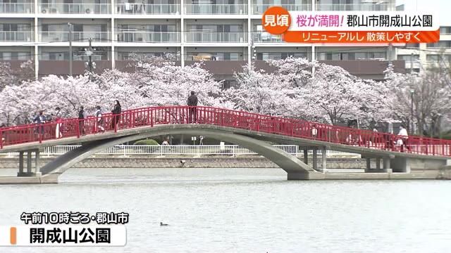 【郡山市の開成山公園　1300本の桜満開に】福島県内外の人が春を満喫