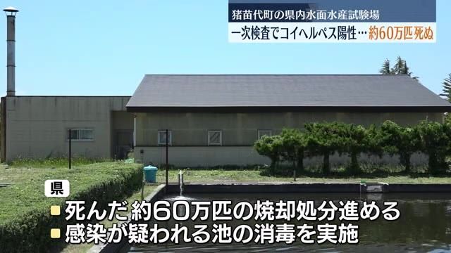 【感染ルートは不明】県試験場のコイ約60万匹が死ぬ…一次検査でコイヘルペスの陽性反応・福島県