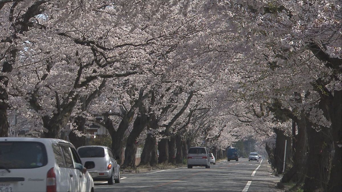 富岡町　夜の森の桜並木