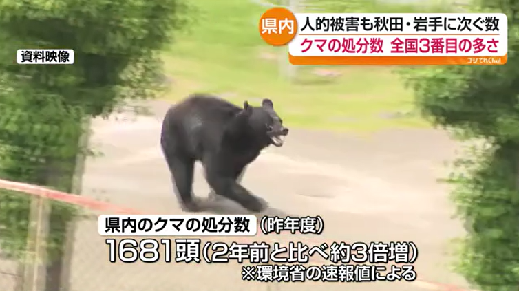 福島県内で捕獲処分されたクマ 昨年度1681頭 全国で3番目の多さに