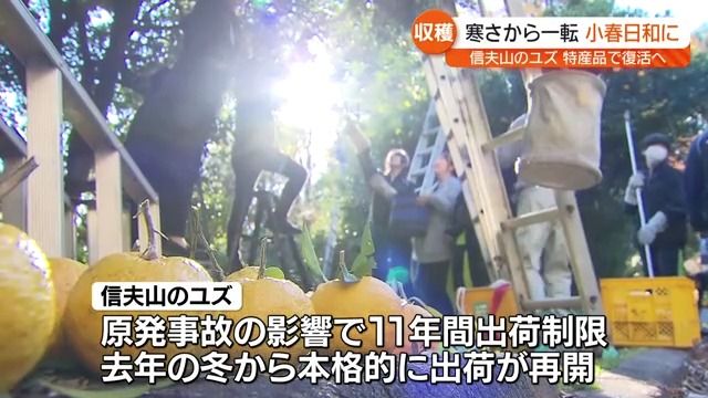 原発事故乗り越え“復活のゆず”　高校生ら参加し収穫　福島