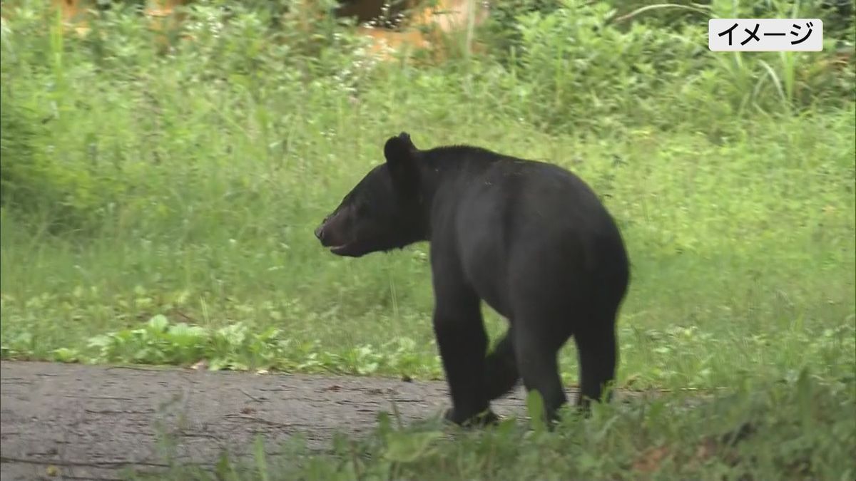 【熊に注意】11日郡山市熱海町国道49号 道路を横断し山林に入る熊 人や物の被害なし