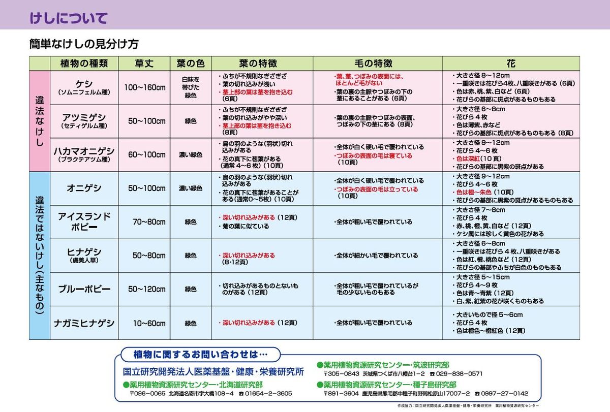 厚生労働省『大麻・けしの見分け方』より