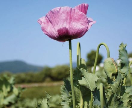 【原因はよく分からず…麻薬の原料となるケシの除去数が過去10年で最多】東北地方でも福島が最も多い…コロナ禍の影響？【福島県】