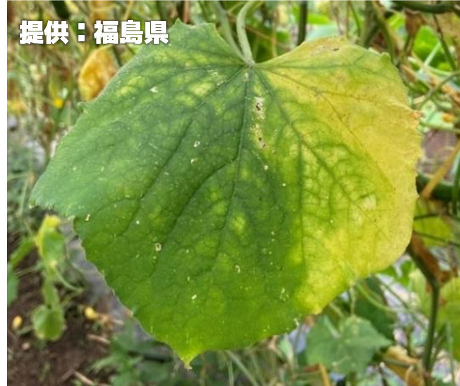 葉が退緑黄化する植物病の発生確認　福島県の露地栽培のキュウリから