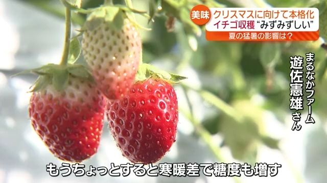 クリスマスに需要高まるイチゴの収穫が本格化　二本松市のイチゴ園・福島県