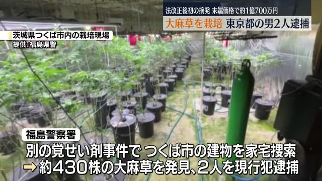 末端価格で1億700万円あまりの大麻を営利目的で栽培か　東京都内の2人の男を逮捕