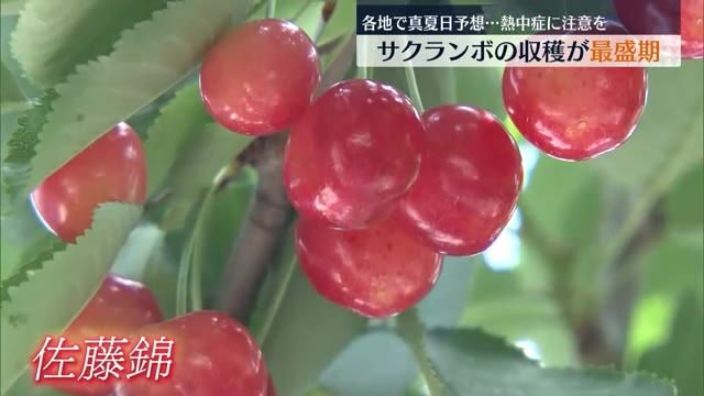 「木の一番高いところから収穫するので暑い」強い日差しの中サクランボの収穫が最盛期　福島市、会津若松市、郡山市などで真夏日予想