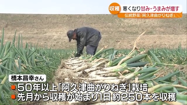 おねぎ様　リクエスト　23点 これからが一番おいしい時期」阿久津曲がりねぎの収穫 一般的なもの
