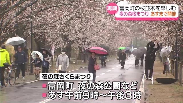 【花も見ごろに　富岡町で夜の森桜まつり始まる】夜の森公園での開催は震災後初