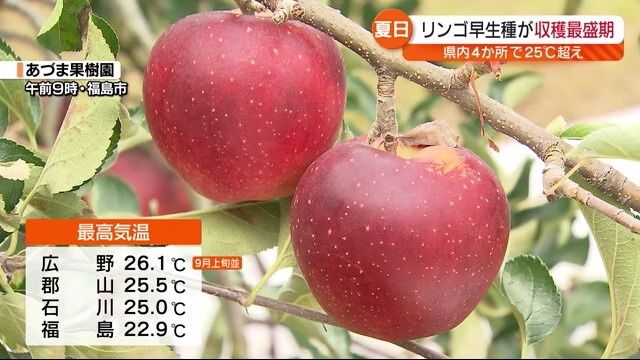 青空広がった福島県「食べて幸せな気持ちになってもらえれば」早生種のリンゴ収穫最盛期