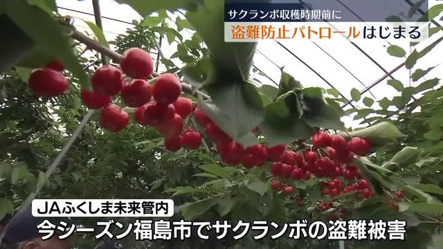 福島市の果樹地帯でサクランボの盗難防止パトロール　今シーズンすでに被害も
