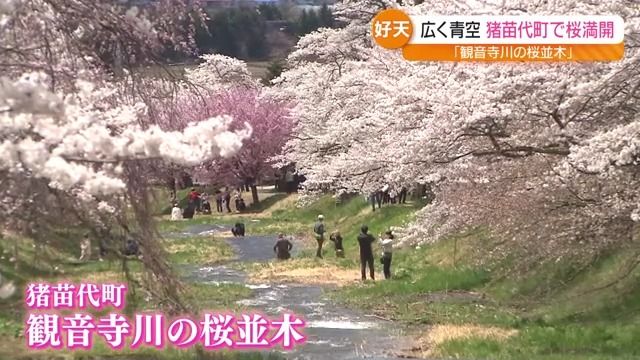 川のせせらぎを聞きながら満開の桜眺められる　猪苗代町の観音寺川の桜並木
