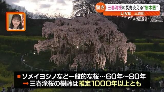 【大切に守られ…推定樹齢1000年超え！】福島を代表する桜「三春滝桜」が見頃