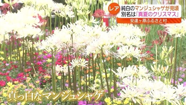 純白のマンジュシャゲが見頃　福島・二本松市