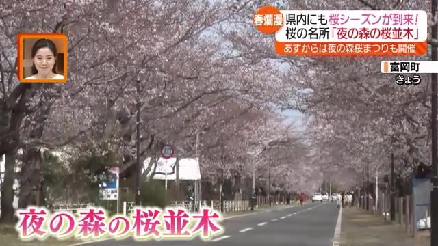 【桜シーズン到来】富岡町の桜の名所が4分咲き　6日から「夜の森桜まつり」も開催・福島