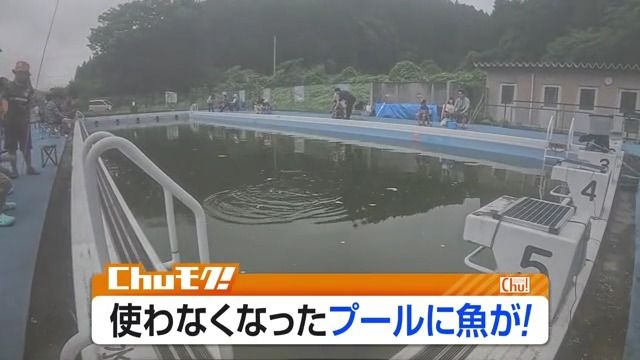 廃校プールが“釣り堀”に 500匹超のニシキゴイ放流、家族連れでにぎわう