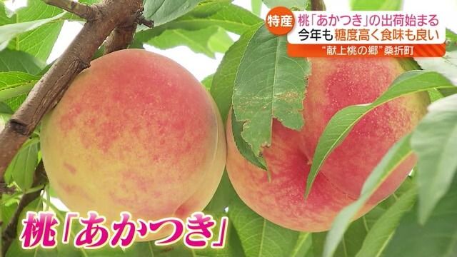 「福島の桃が一番です」主力品種「あかつき」出荷始まる…“規格外”な美味しさのジェラートも　福島