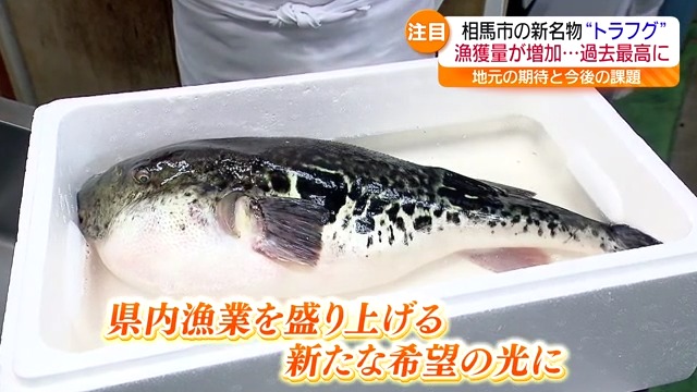 国内トップレベルに！トラフグに沸く相馬市・福島