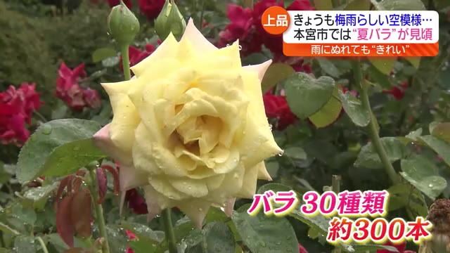 三連休の最終日は梅雨らしい天気　福島・本宮市の観光庭園で夏バラが見頃　花の共演は7月いっぱい