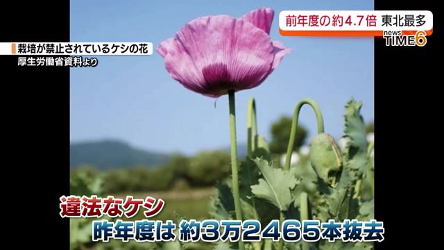 なぜこんなに…福島県が栽培禁止ケシを前年の4.7倍抜去】2023年は32465本（2024年5月10日掲載）｜中テレNEWS NNN