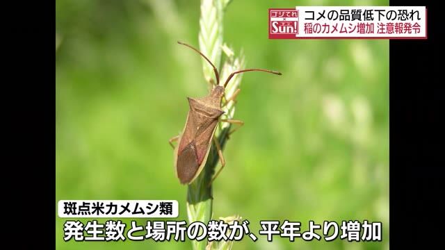 コメの品質低下が心配に…福島県内に稲のカメムシ注意報発令