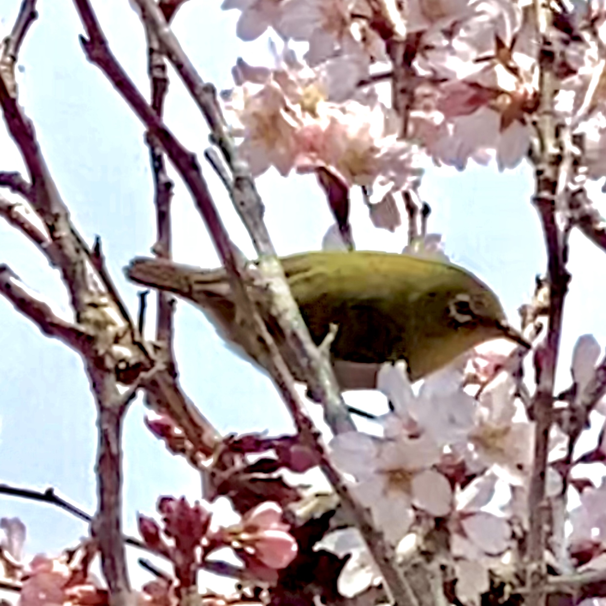 お庭にやってきたというメジロ