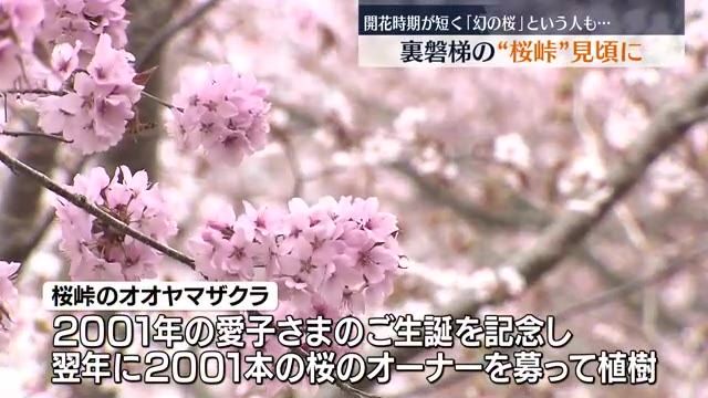 【裏磐梯の桜峠が見ごろに】開花期間が短く幻の桜とも言われるオオヤマザクラ・福島県