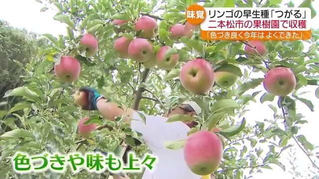 甘いし色づきも良い。今年は良くできた」 早生種リンゴ「つがる」収穫