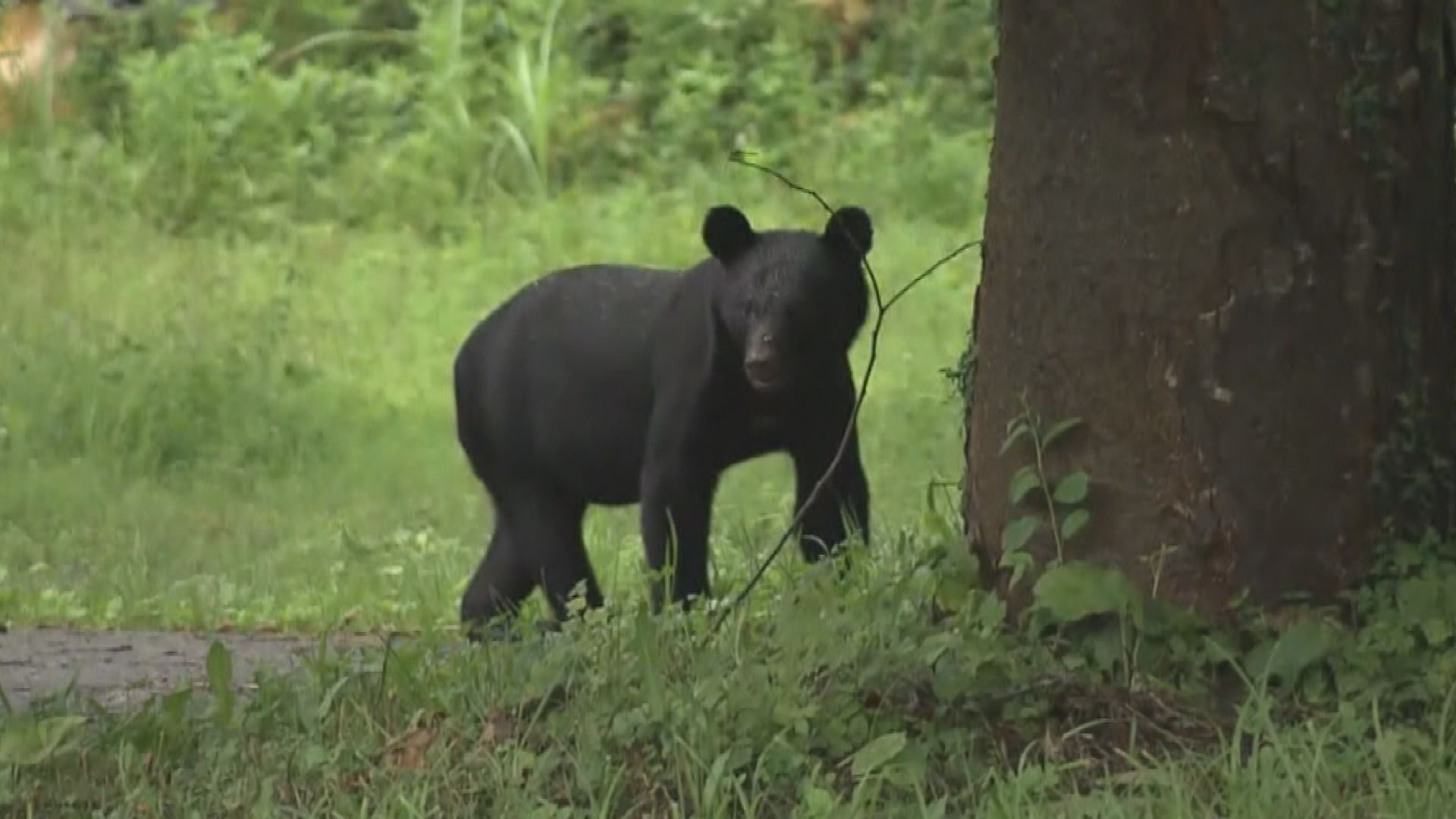 熊に注意】10日猪苗代町国道115号 車で通行していたところ道路上に熊
