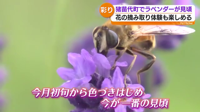 猪苗代町でラベンダー見ごろ 摘み取り体験も人気 福島（2026年6月19日